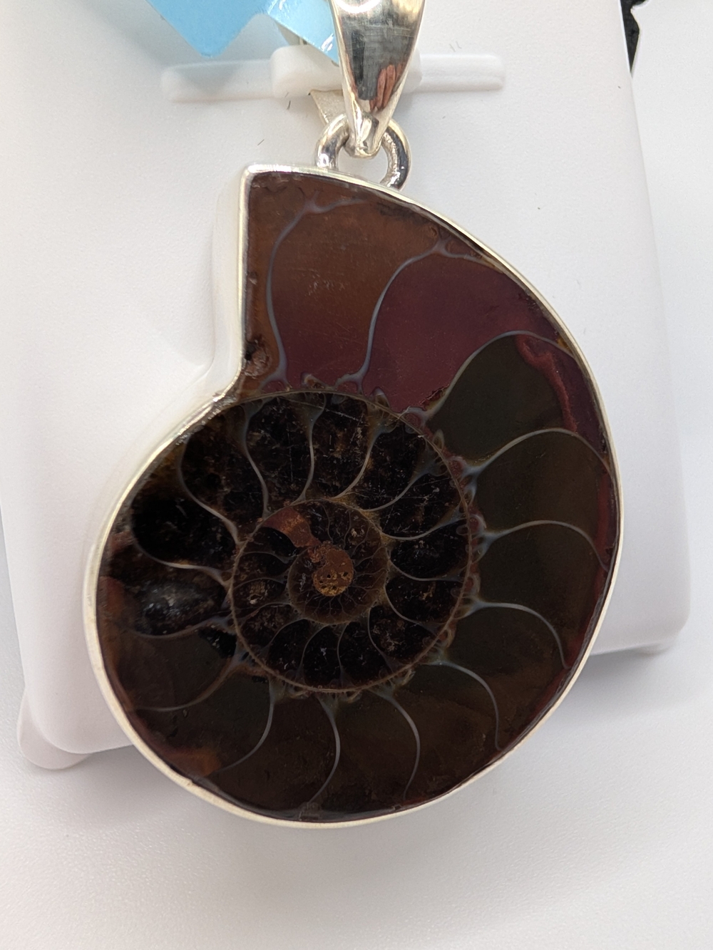 .925 Sterling Silver Polished Ammonite Fossil Statement Pendant NEW